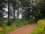 A winding trail leading through lush green mountain forests.