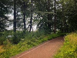 A winding trail through dense Amazonian forest leading to the pousada, showcasing vibrant greenery.