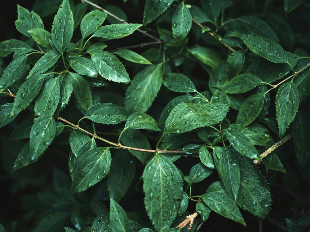 a close up of some leaves