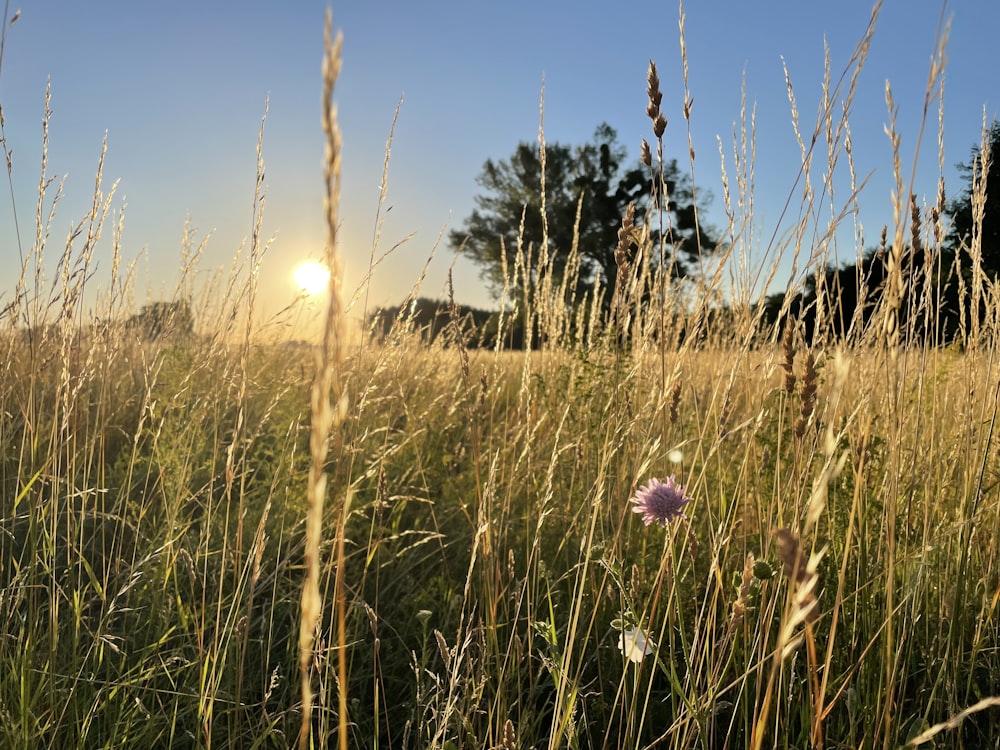 a field of tall grass with the sun in the background