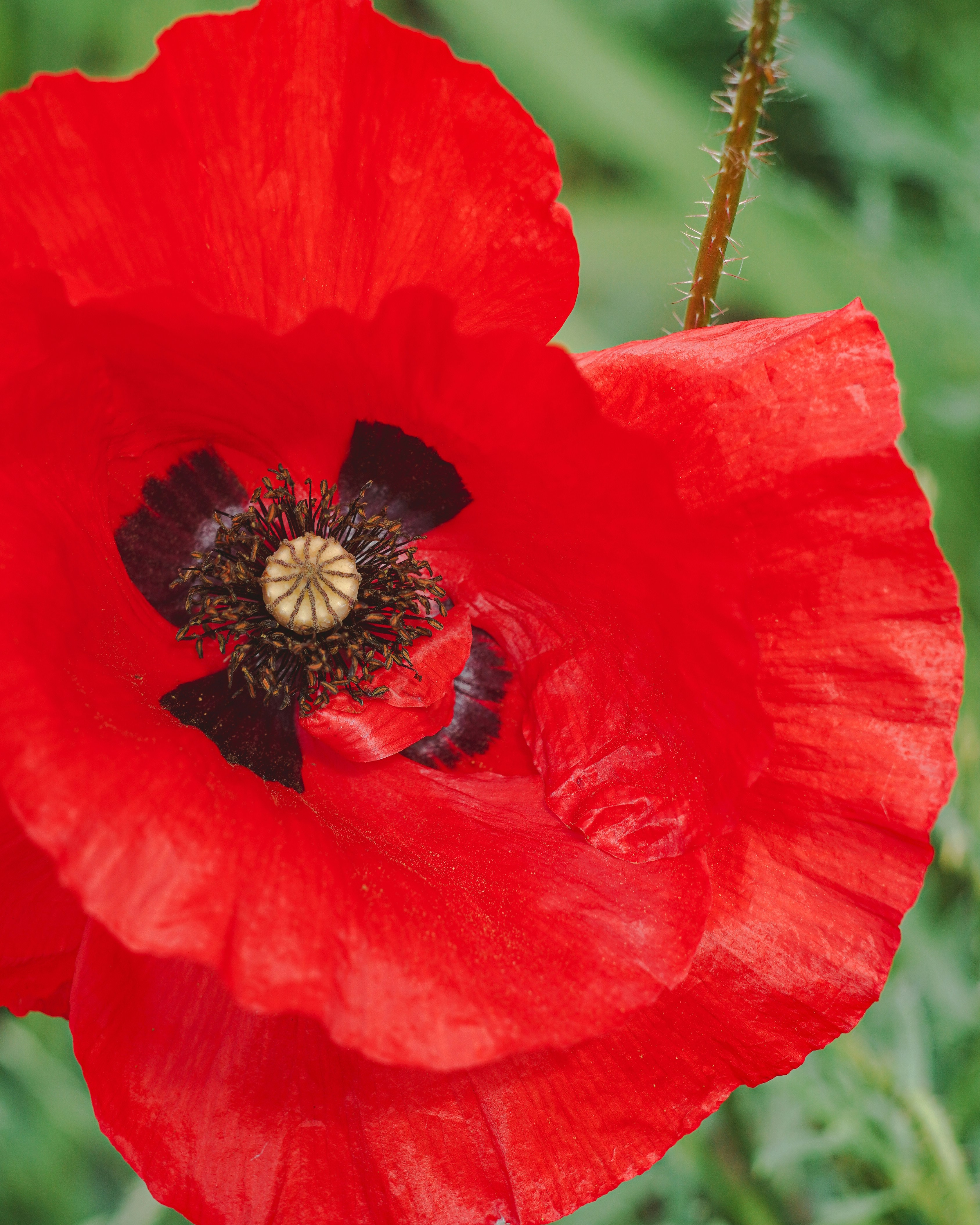 Photo by suleymanovae