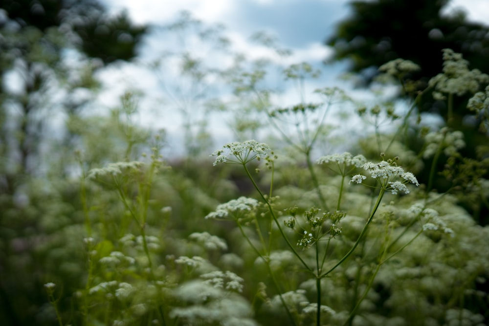 a close up of some flowers