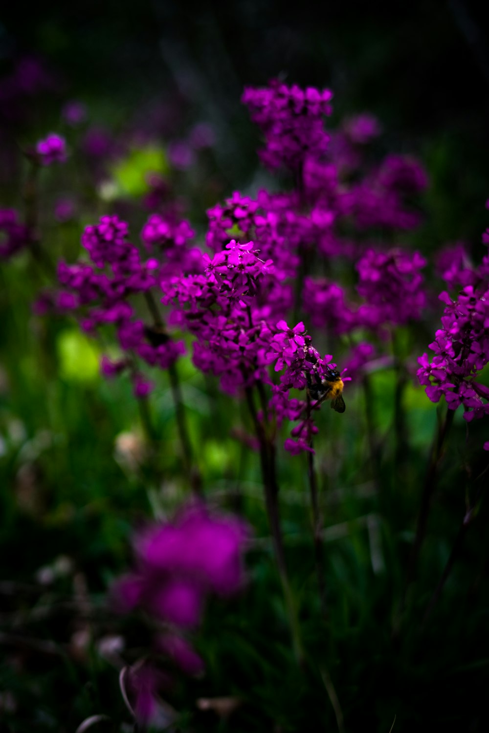 a close up of purple flowers