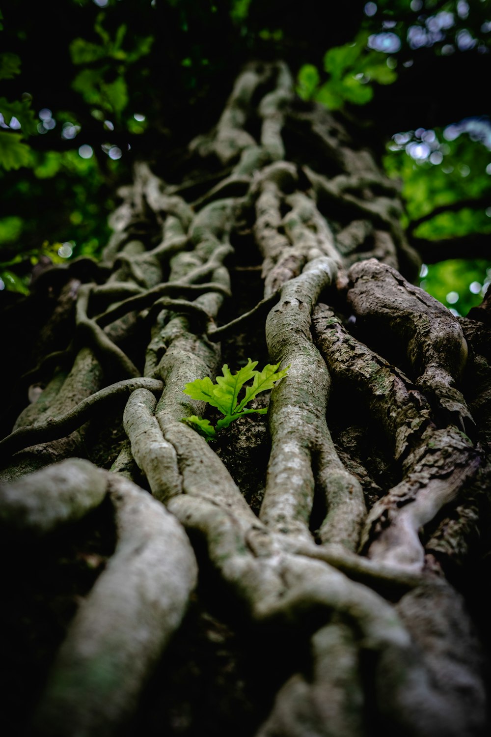 a close-up of some plants