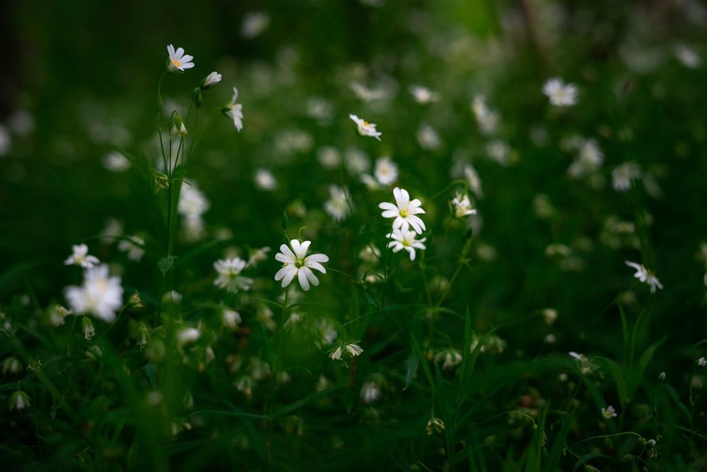 a close up of some flowers