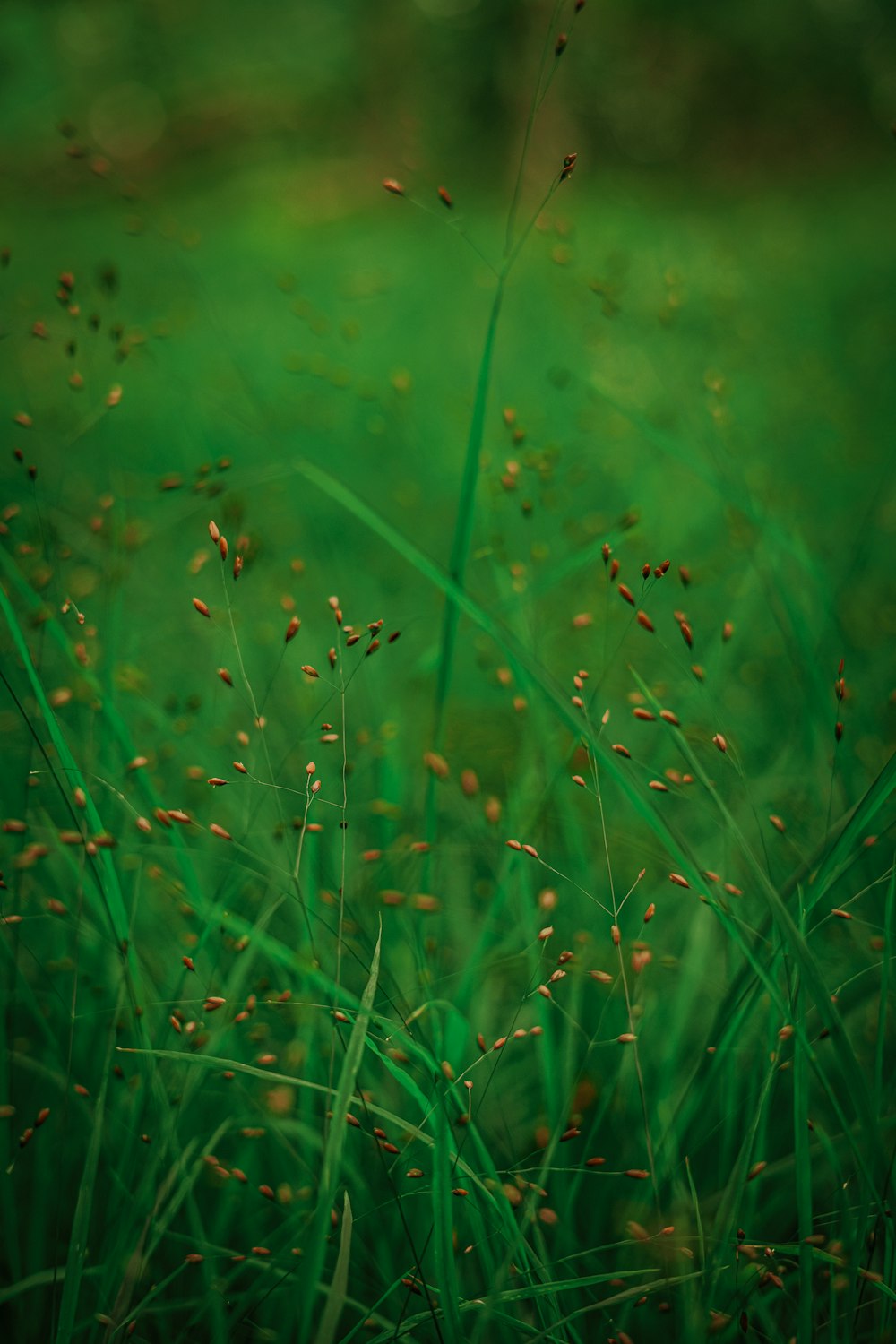 a close up of a plant