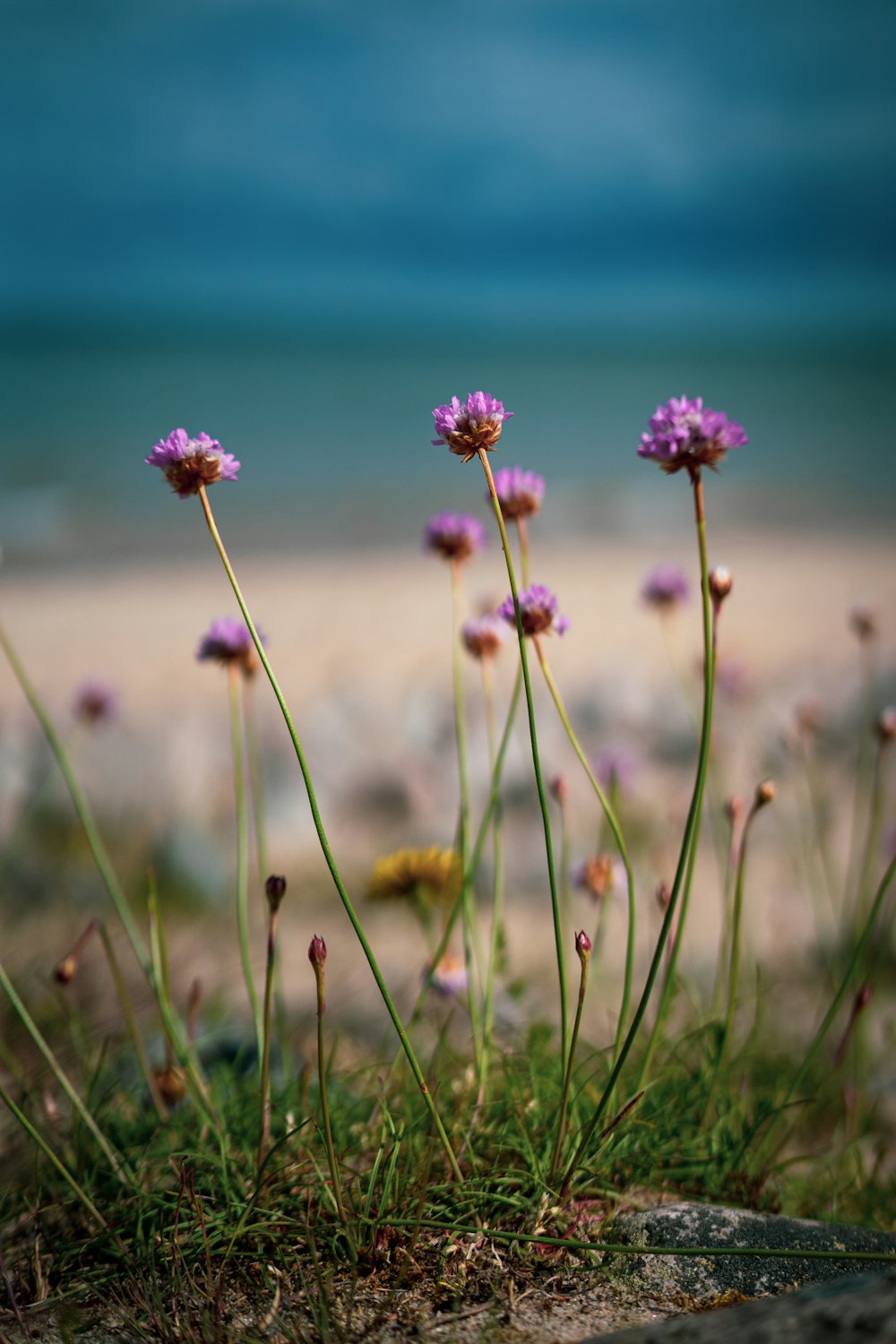 a close-up of some flowers