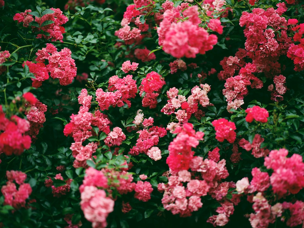 a bush of pink flowers