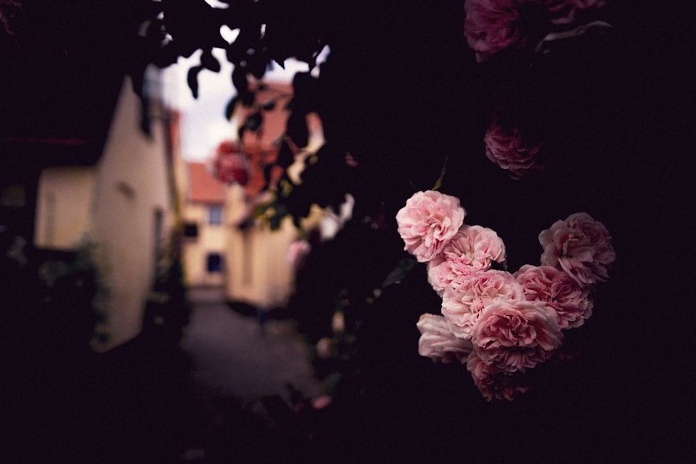 a tree with pink flowers