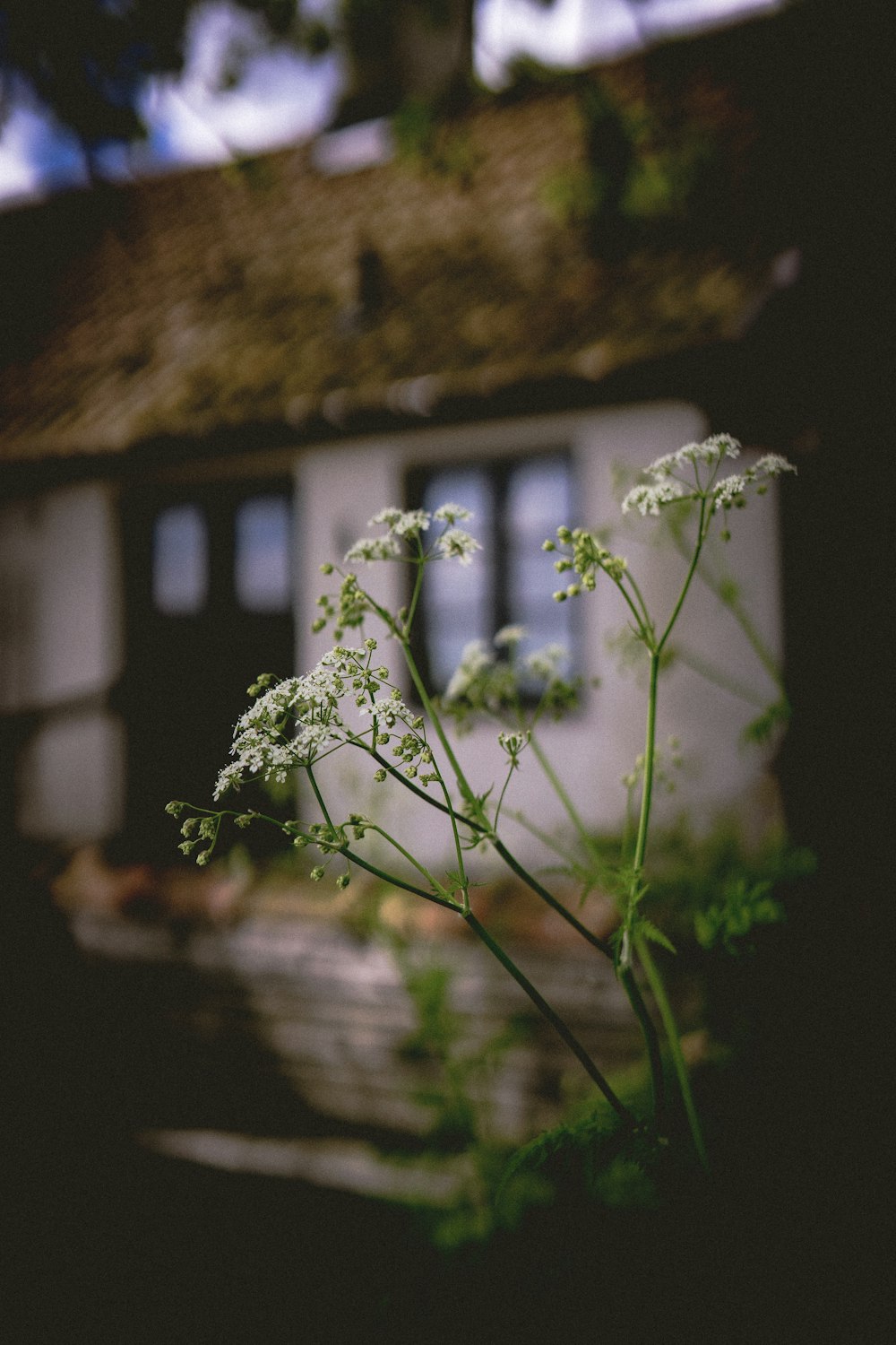 a close up of a plant