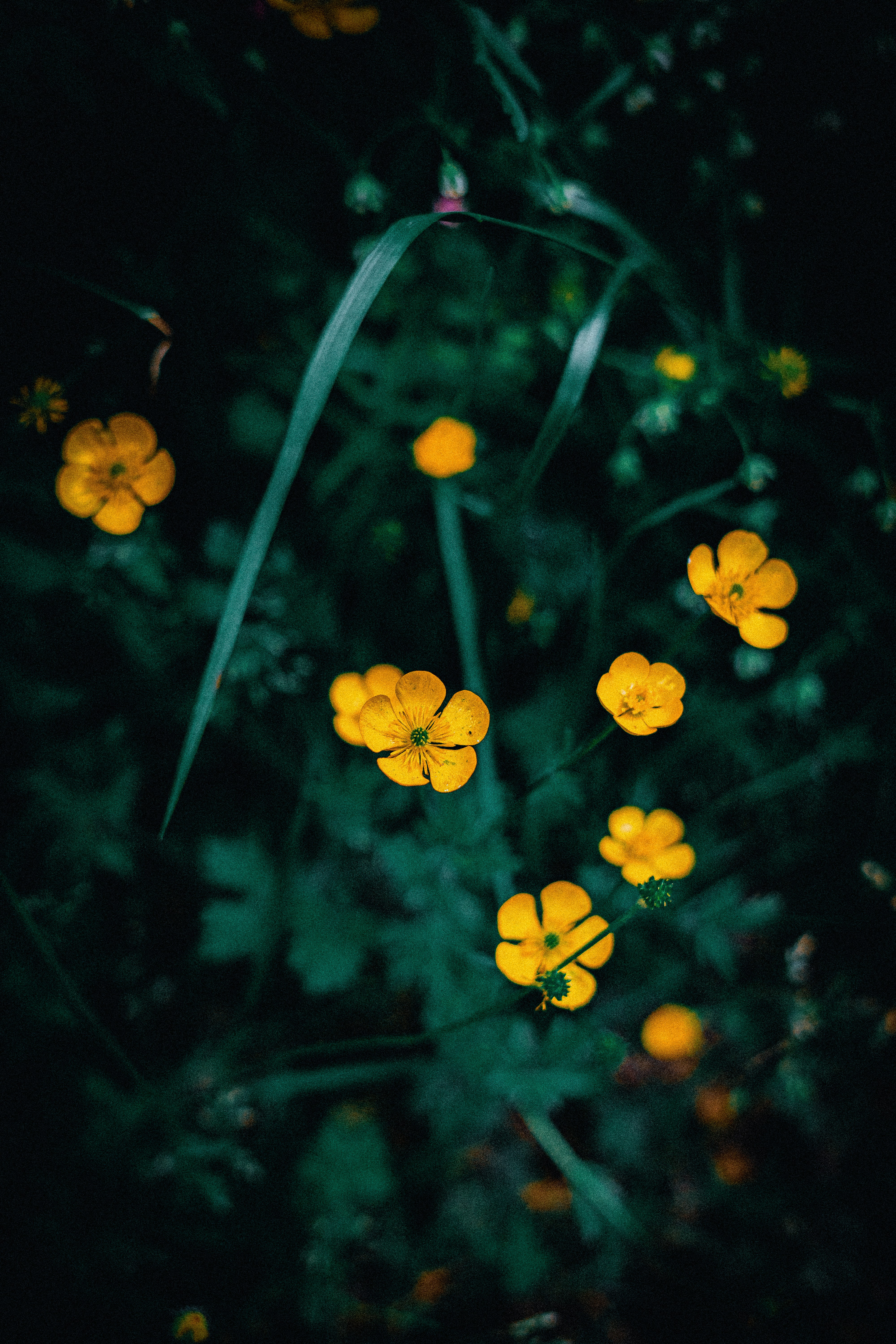 a group of yellow flowers
