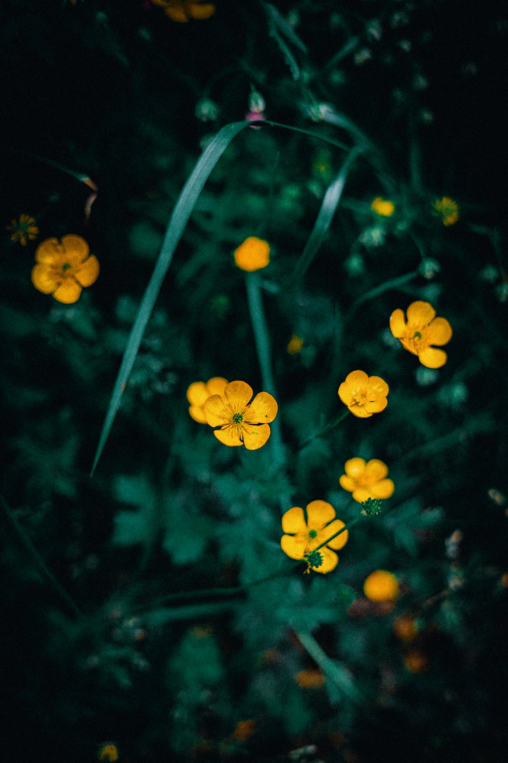 a group of yellow flowers