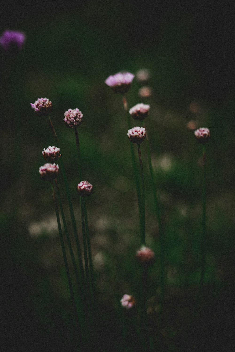 a close-up of some flowers