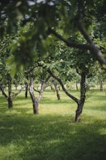 a group of trees in a field