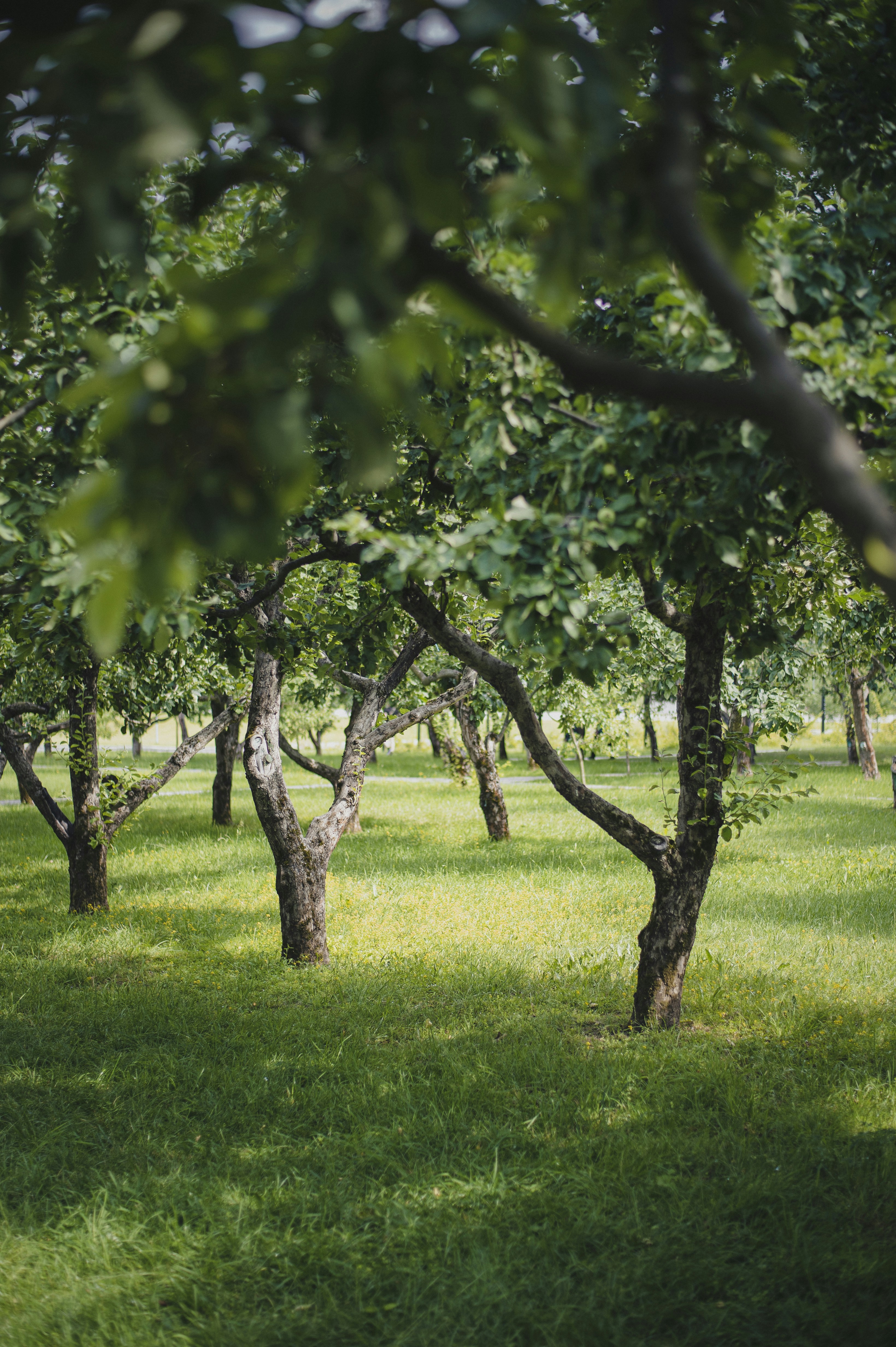 a group of trees in a field