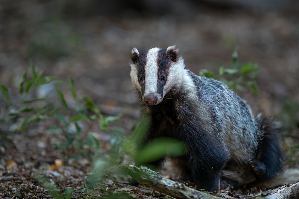 a small animal on a log