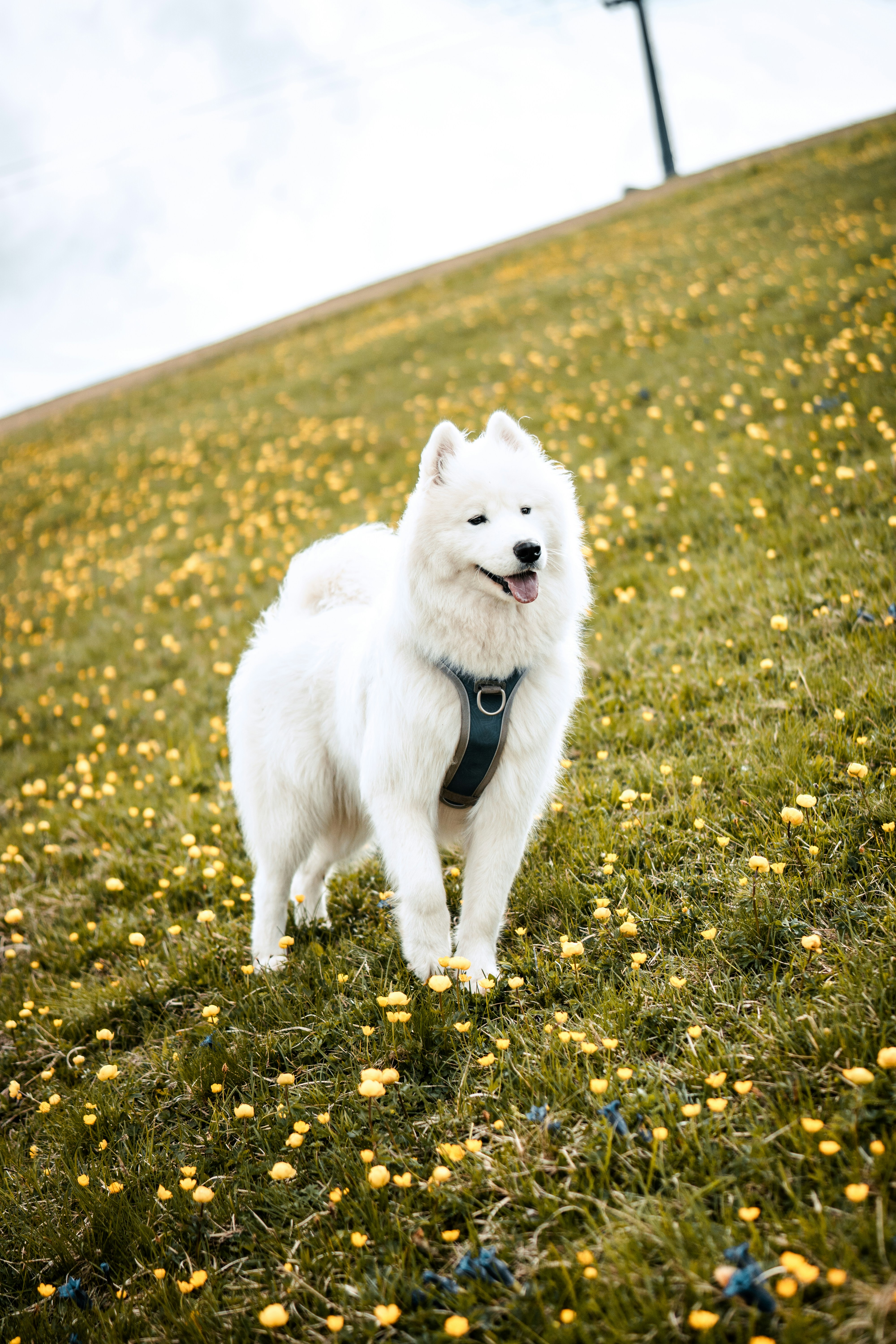 Europe with Your Furry Friend: The Ultimate Dog-Friendly Travel Guide