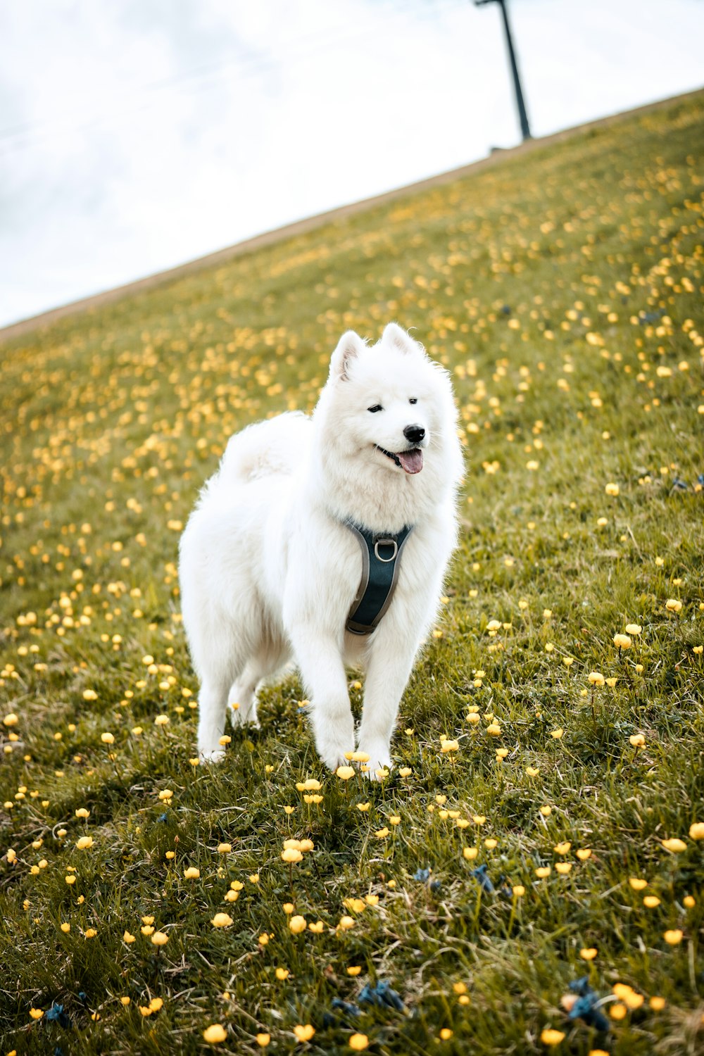 a white dog standing in a field of flowers