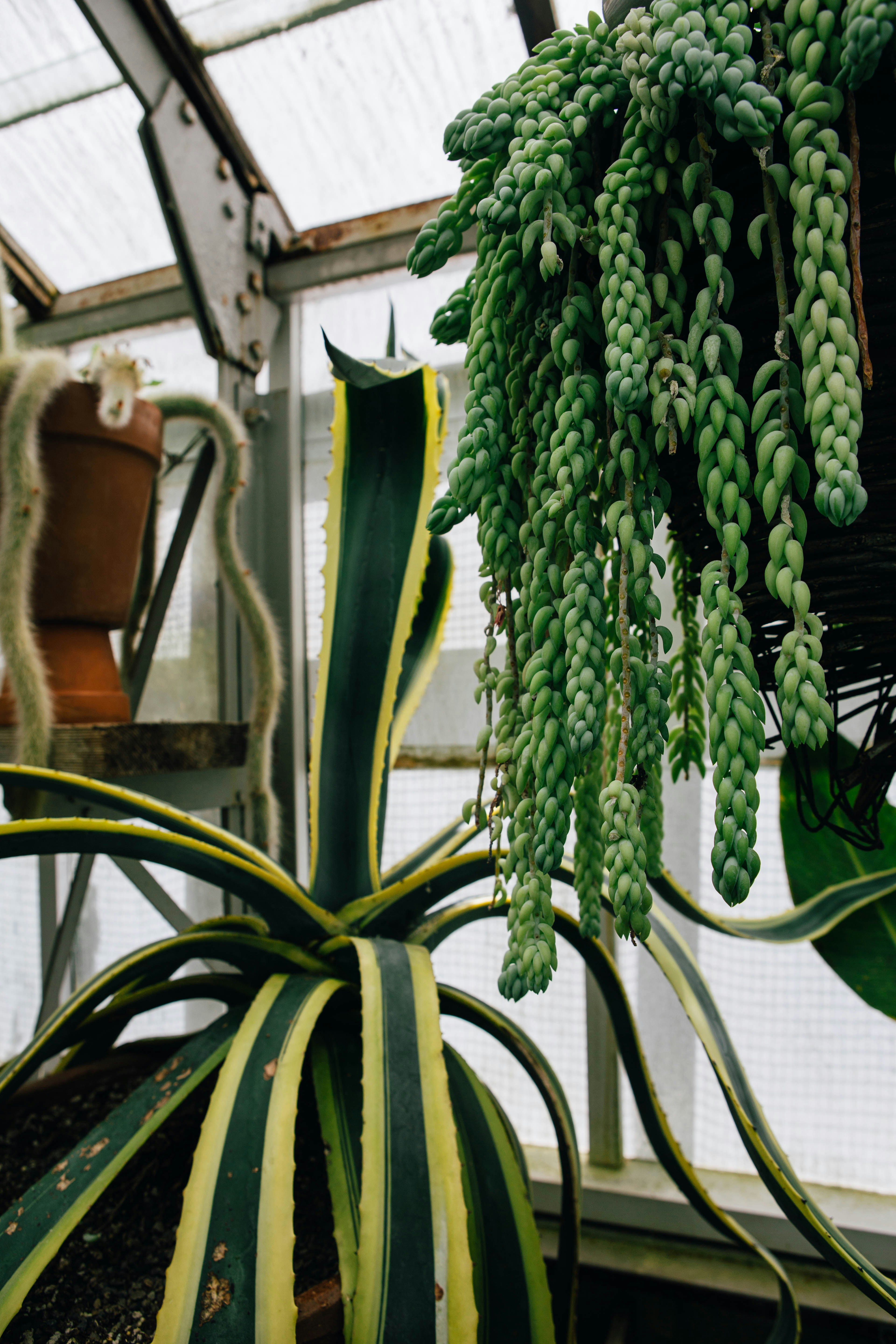 a bunch of green bananas