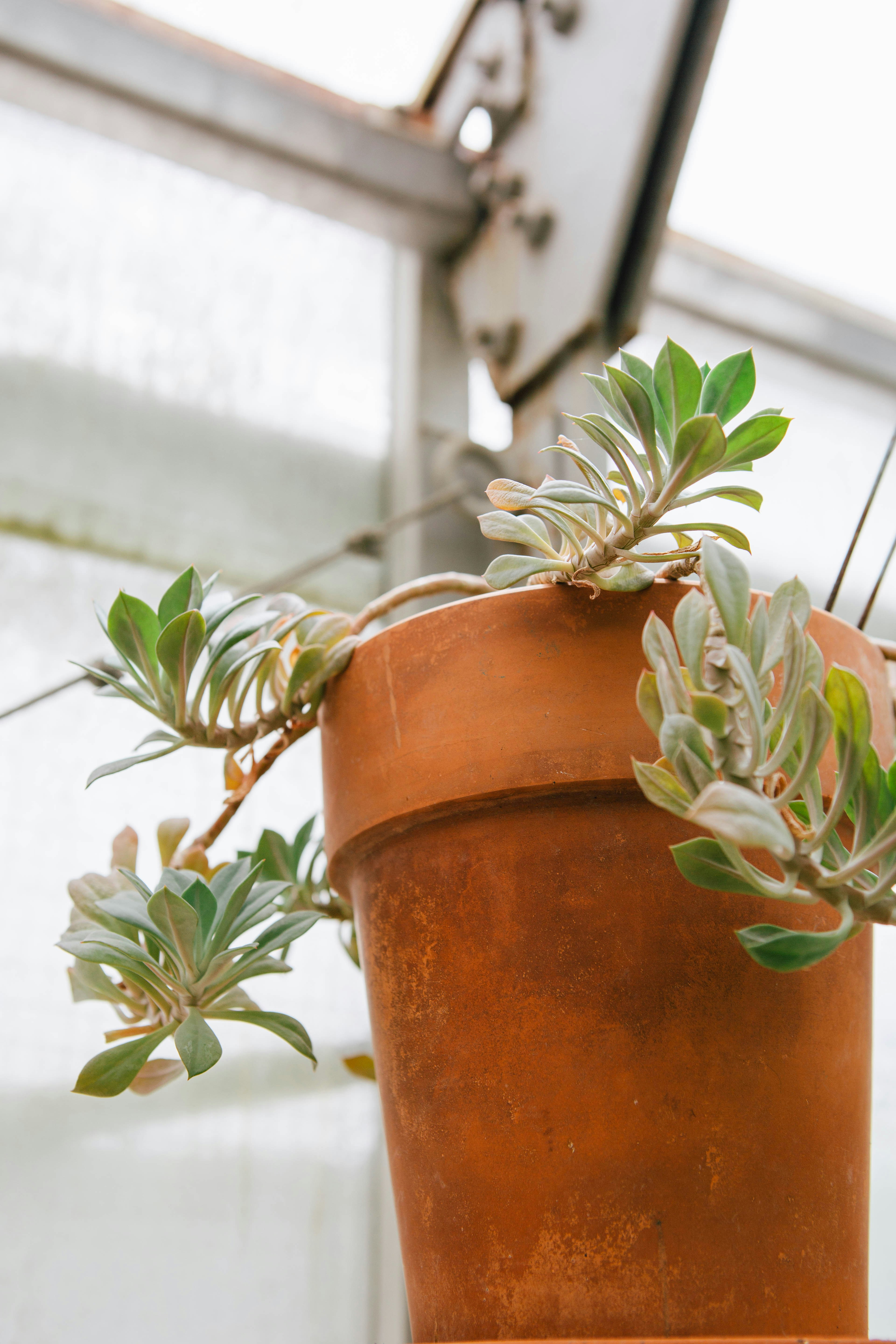 a plant in a pot