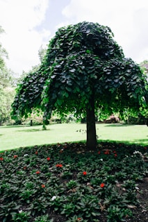 A lush green tree with a dense canopy of dark green leaves surrounded by a well-maintained garden bed. Small red and white flowers are scattered among the darker green plants. The background shows a vibrant lawn and other trees against a partly cloudy sky.