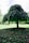 Image showing a lush garden maintained by Dallas Tree Services.
