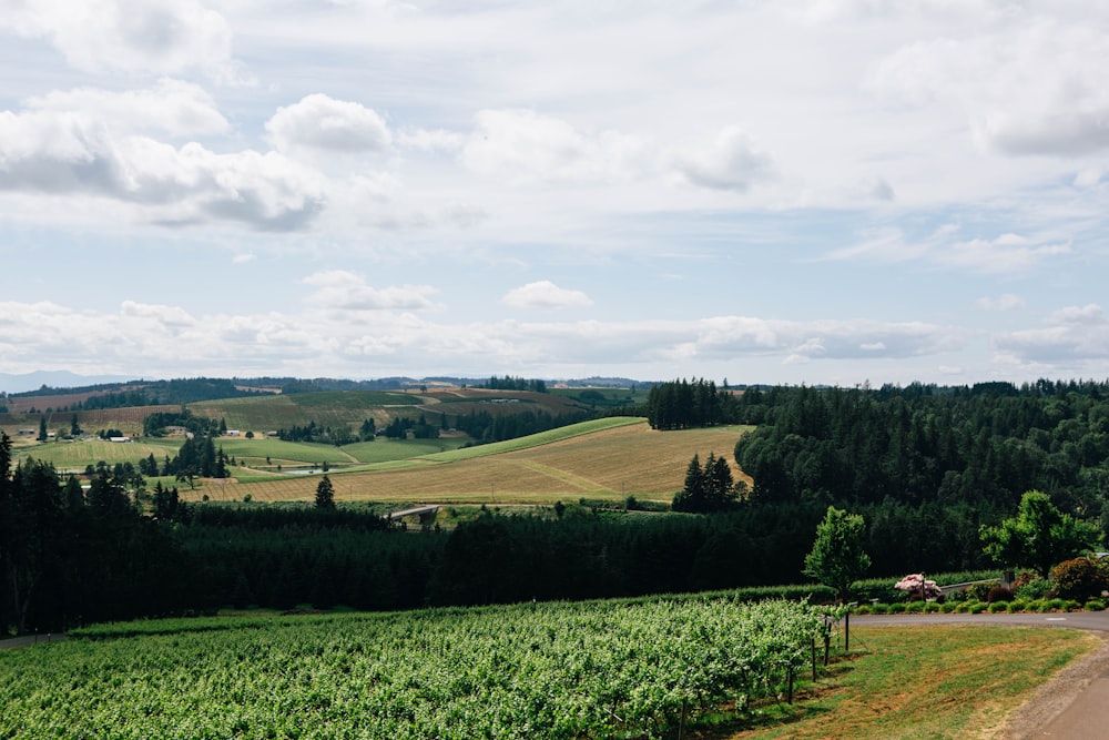 un grande campo verde