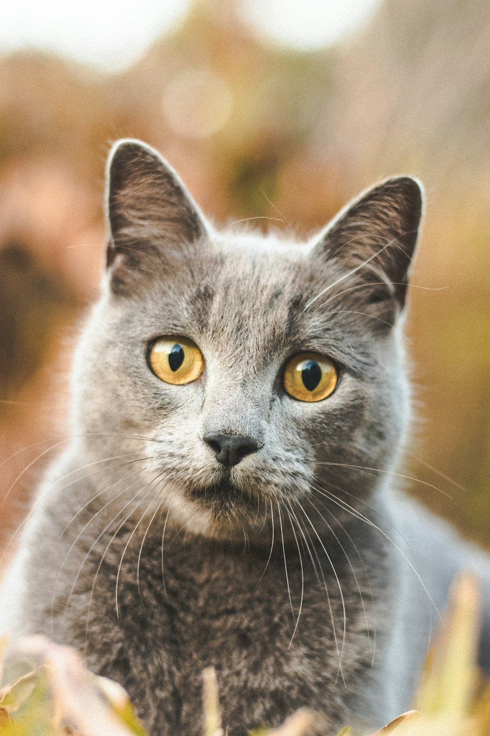 a cat with yellow eyes