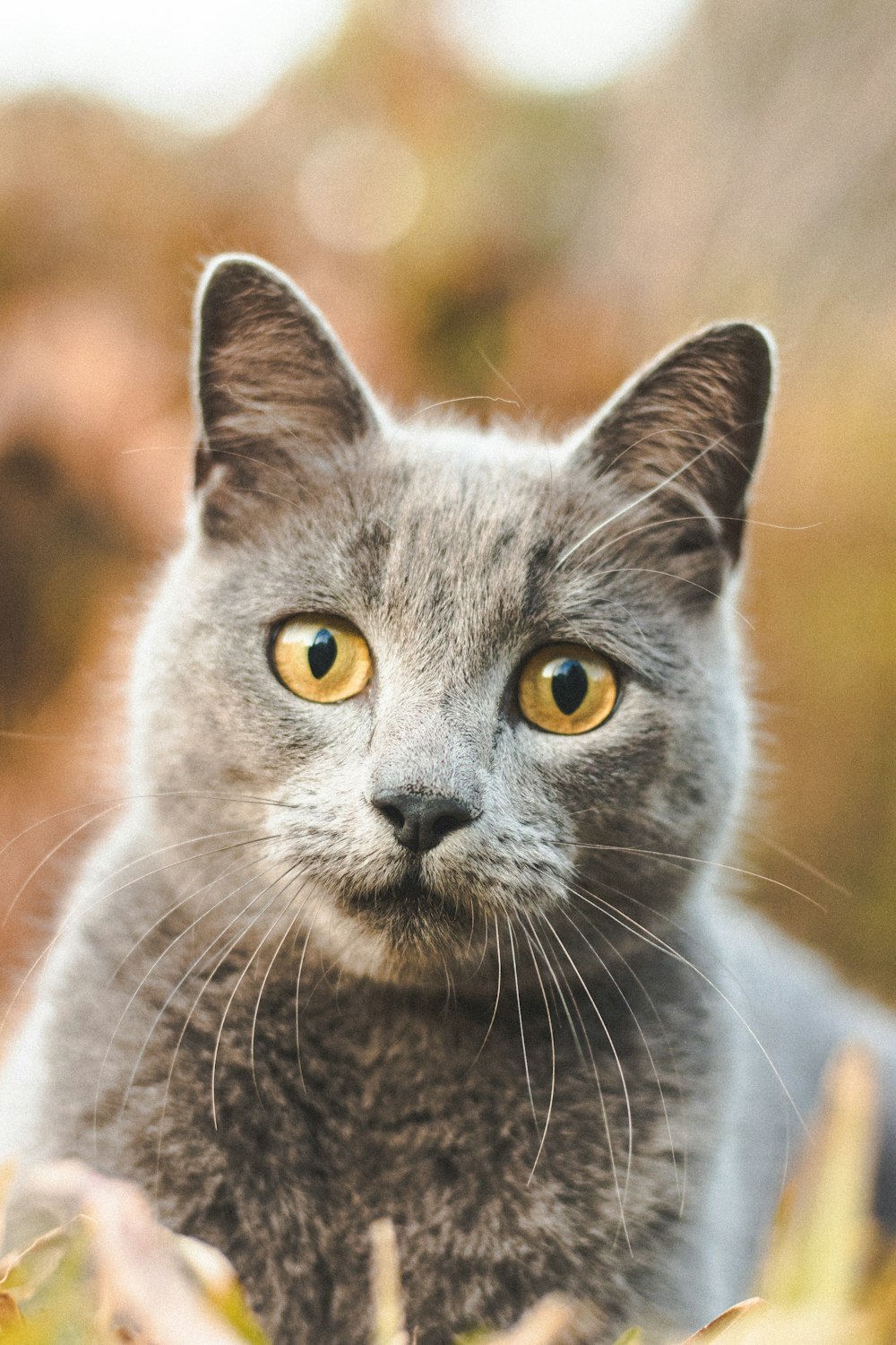 Eine Katze mit gelben Augen