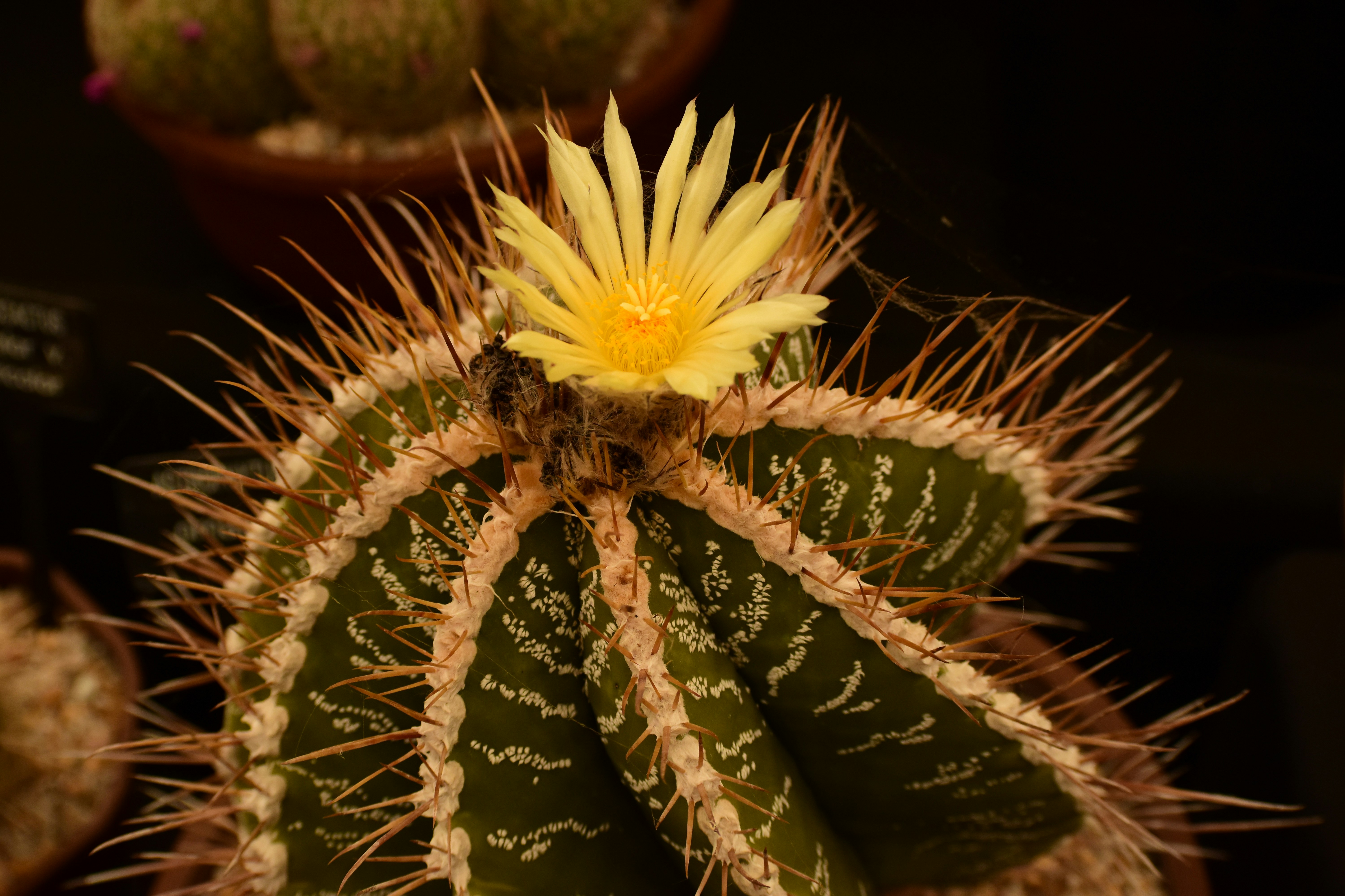 A vibrant yellow Spineless Barrel Cactus with blooming flowers, showcasing its beauty in the desert