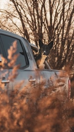 a dog sitting in the driver's seat of a car