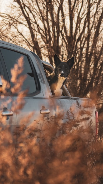 a dog sitting in the driver's seat of a car