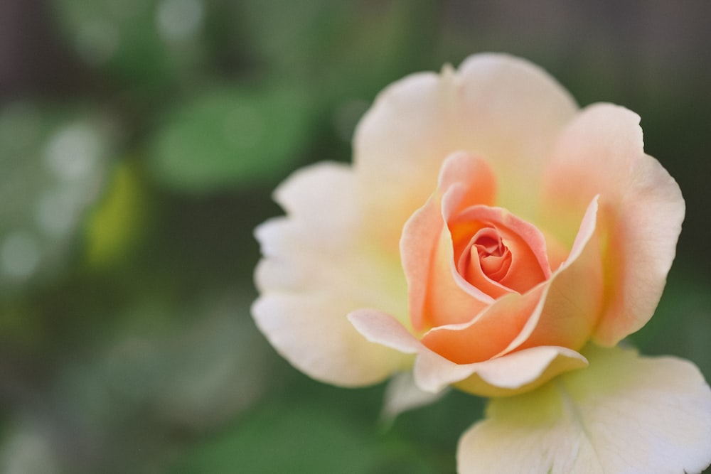 Un primer plano de una flor