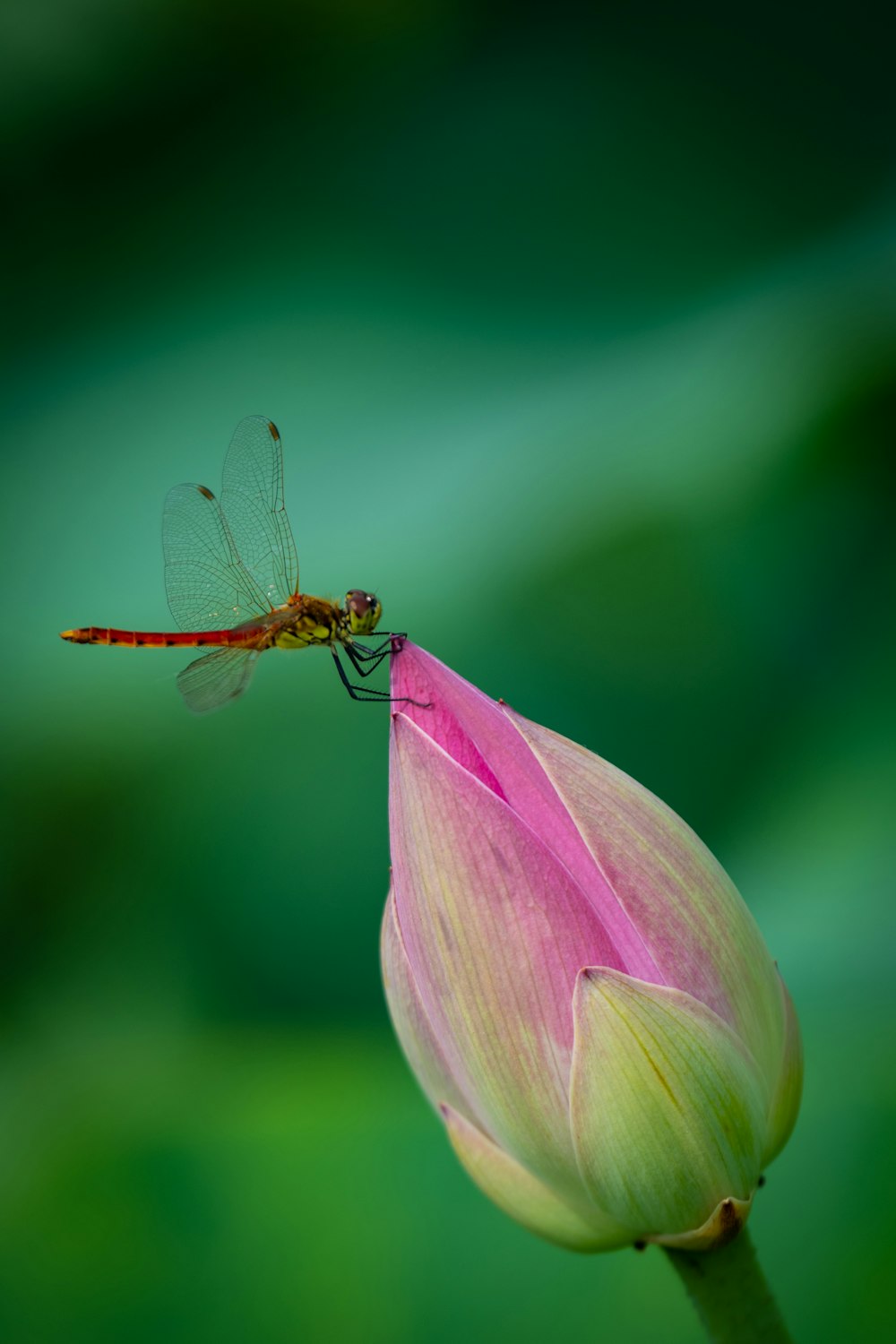 a dragonfly on a flower