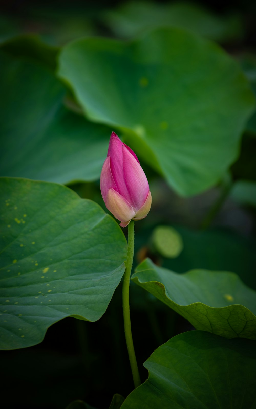 a pink flower on a green plant