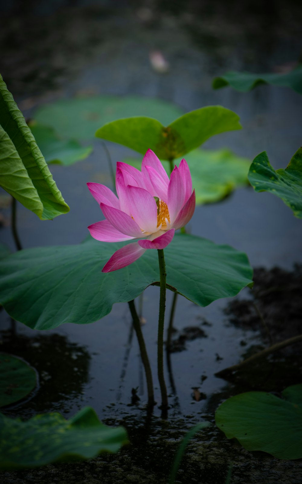 a pink flower in a pond