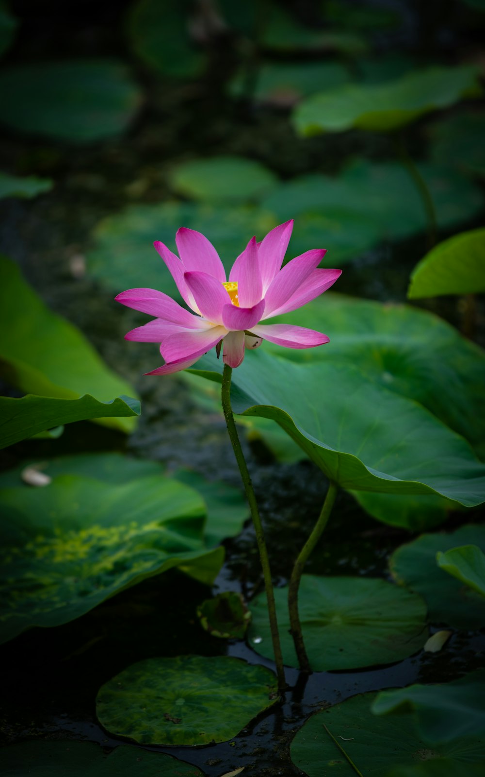 a pink flower in a pond