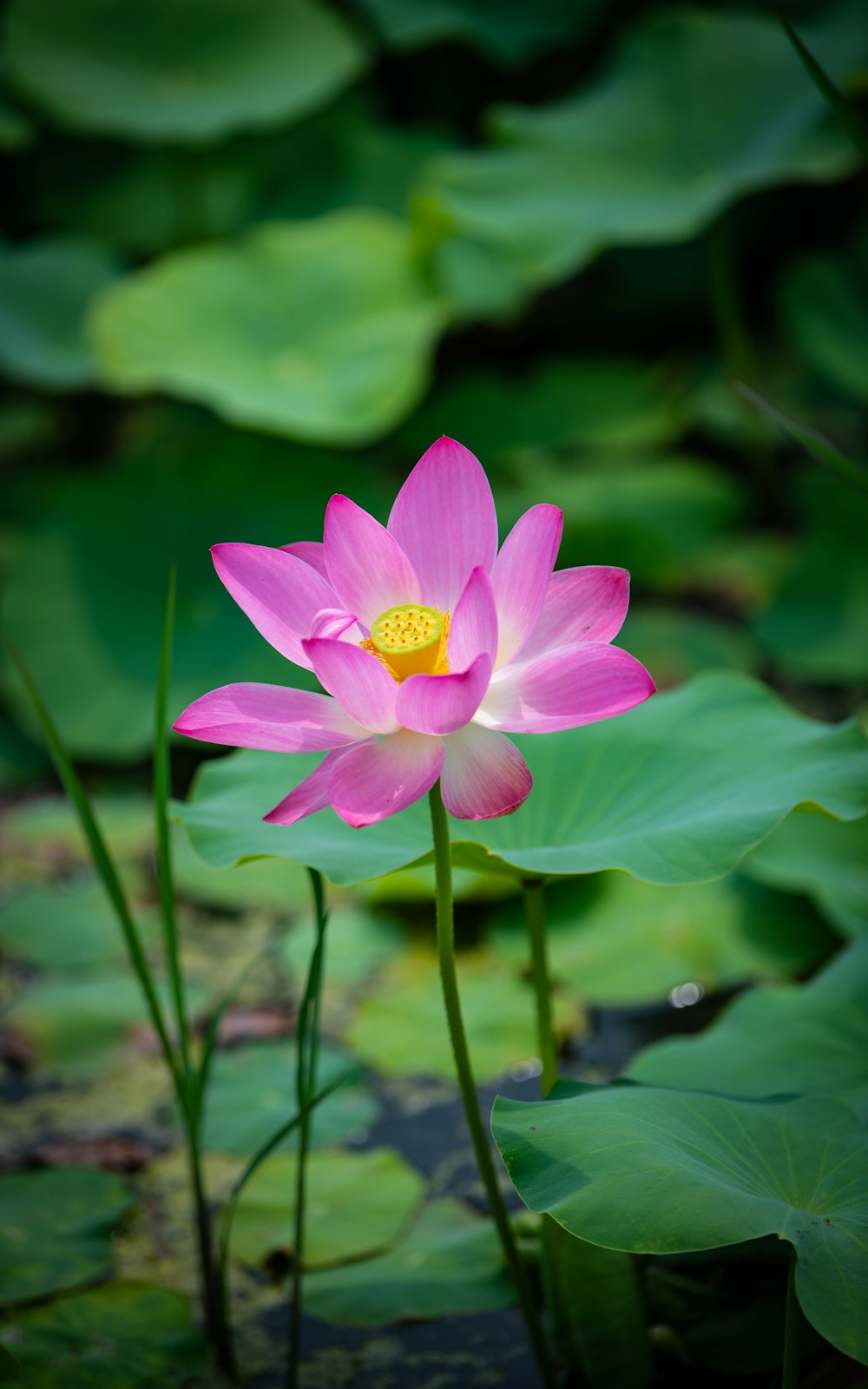 a pink flower in a pond