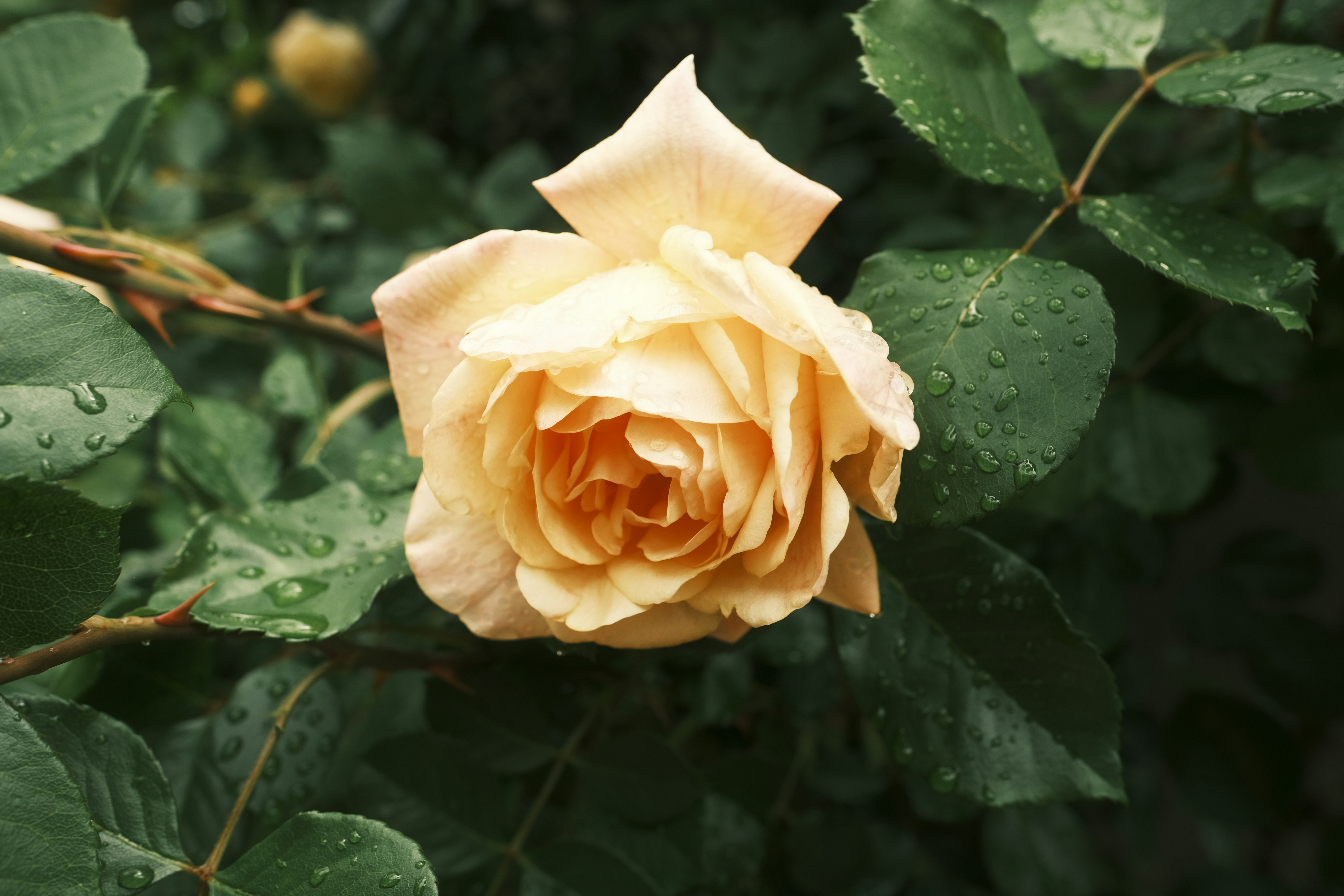 Photo by chandleraitchison