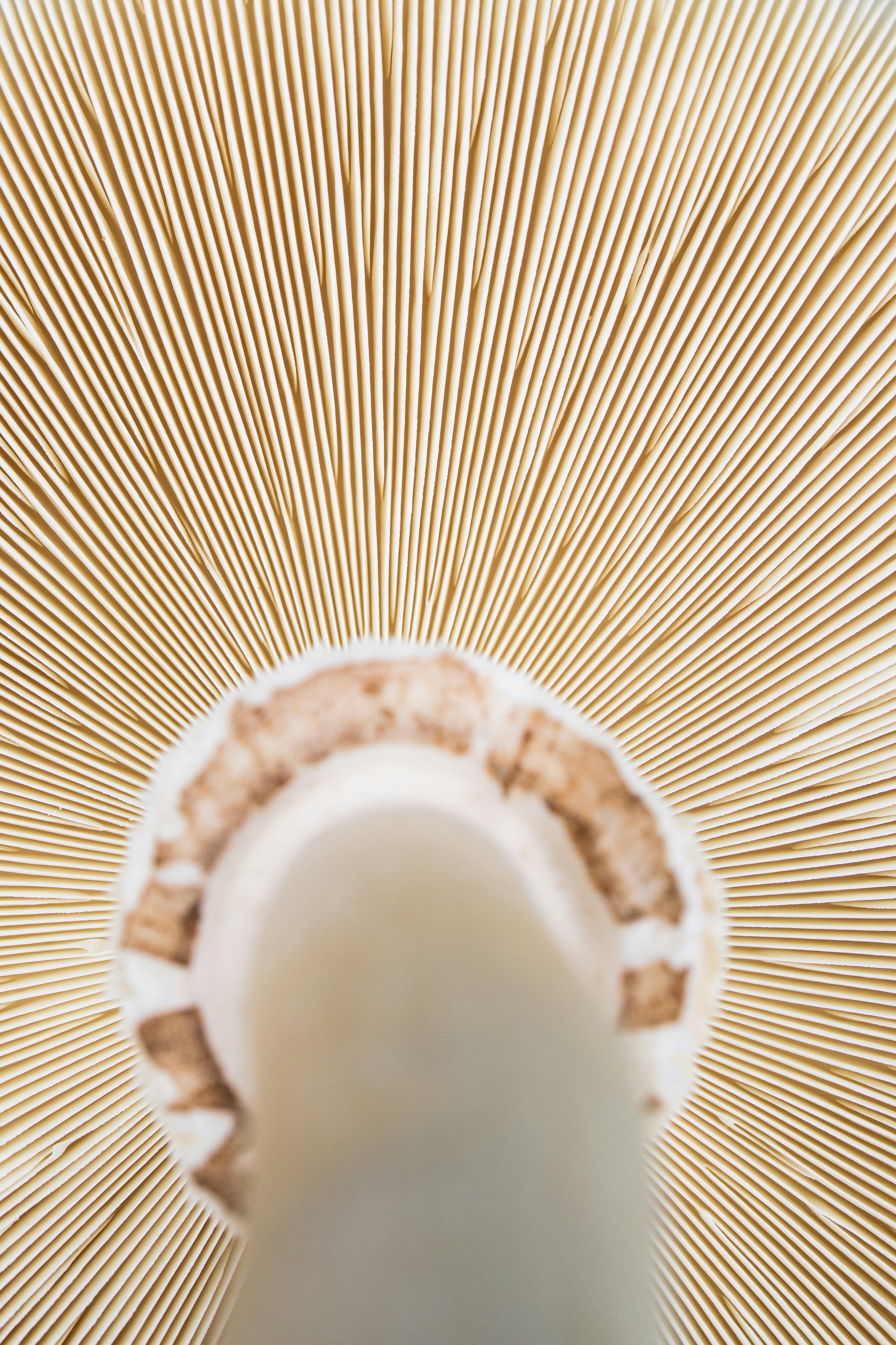 Cream of Mushroom Soup