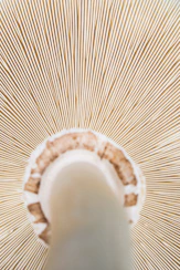 a close up of a person's head