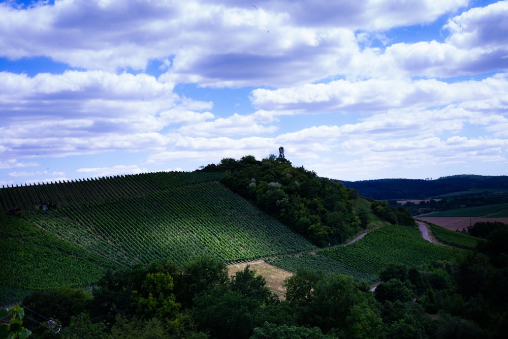 a green plantation with a blue sky