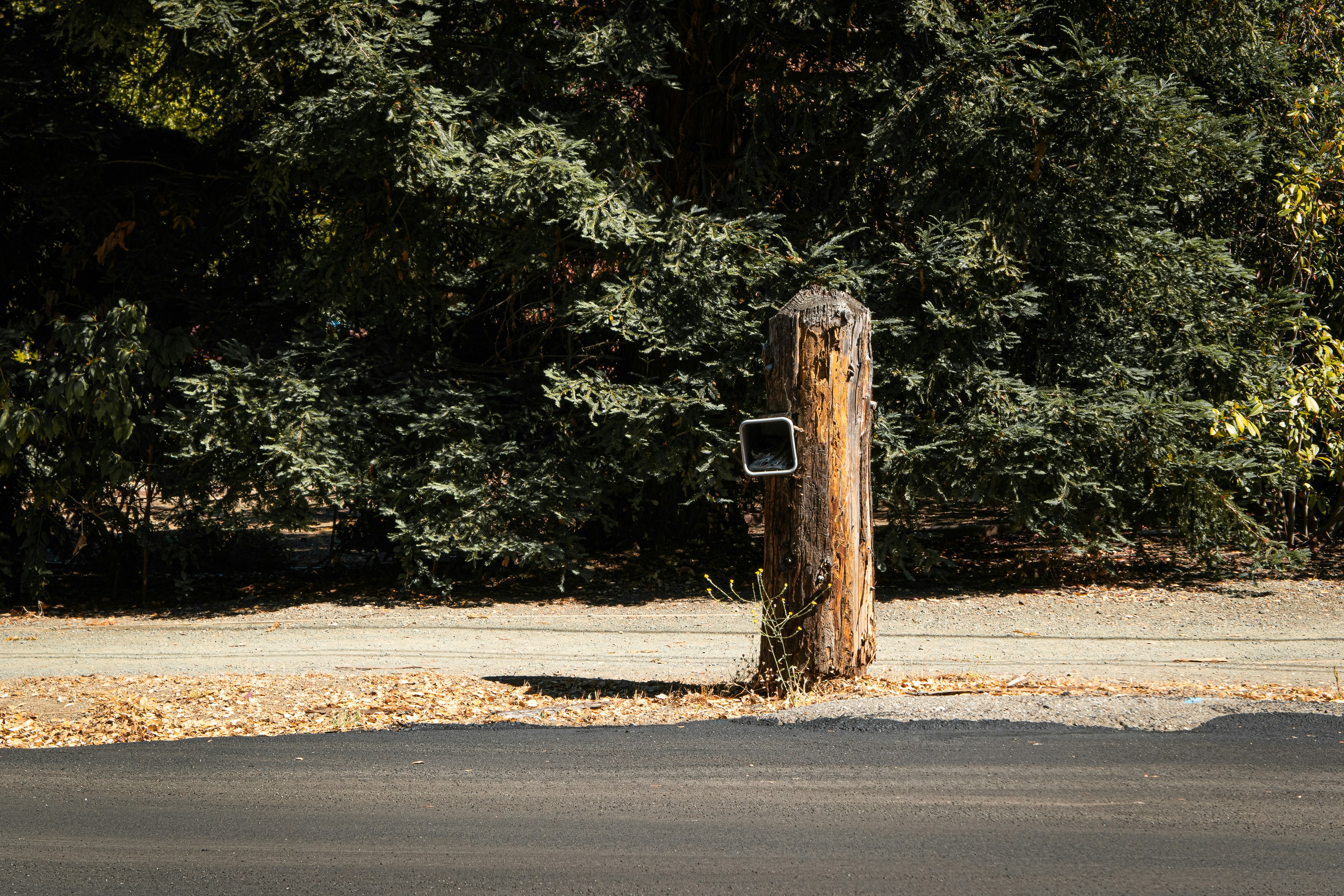 a bird feeder on a pole