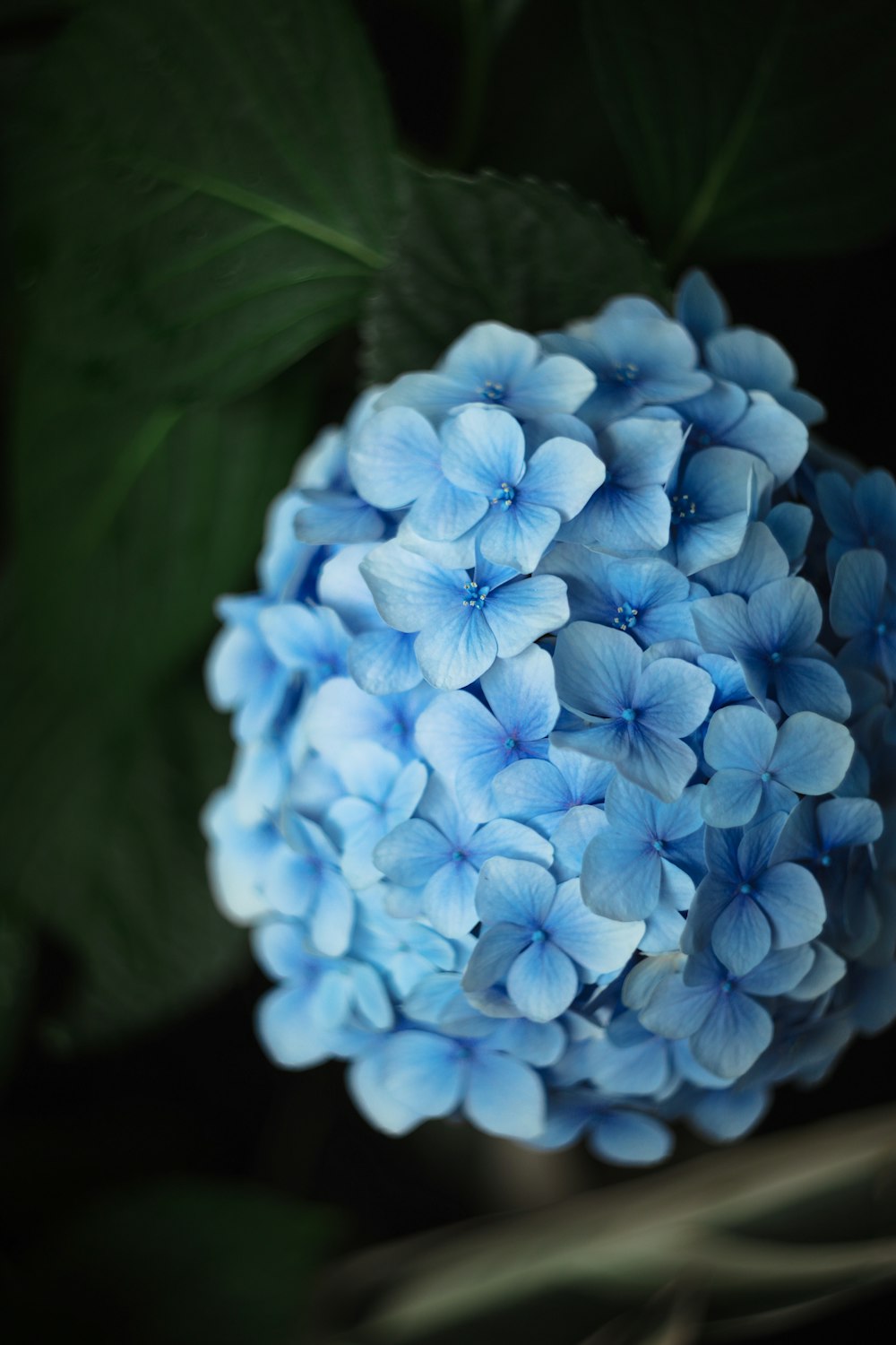 a close up of a blue flower