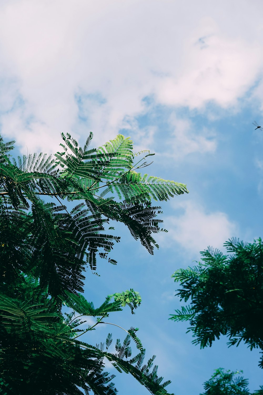 a group of trees