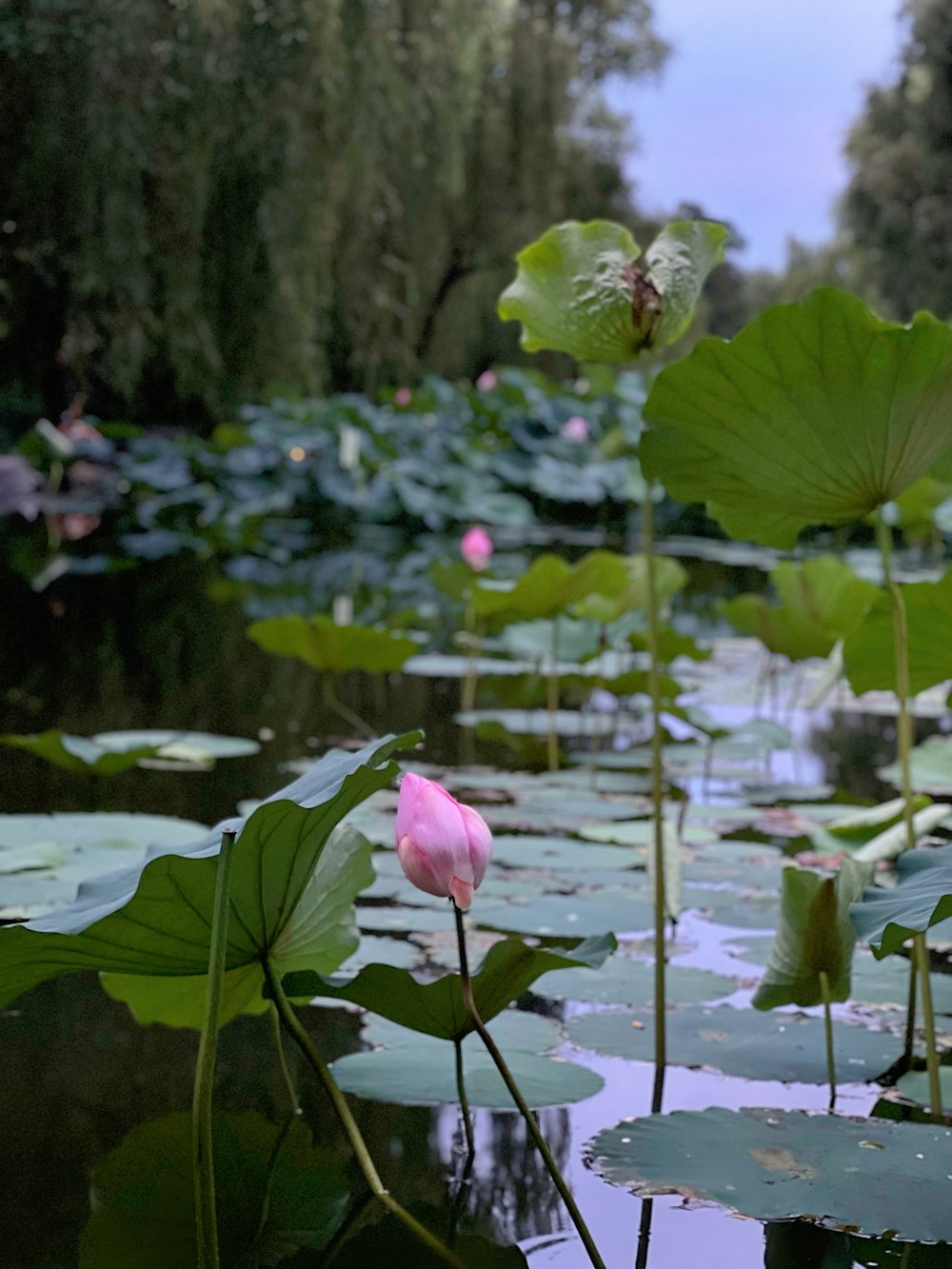 a pond with lily pads and flowers