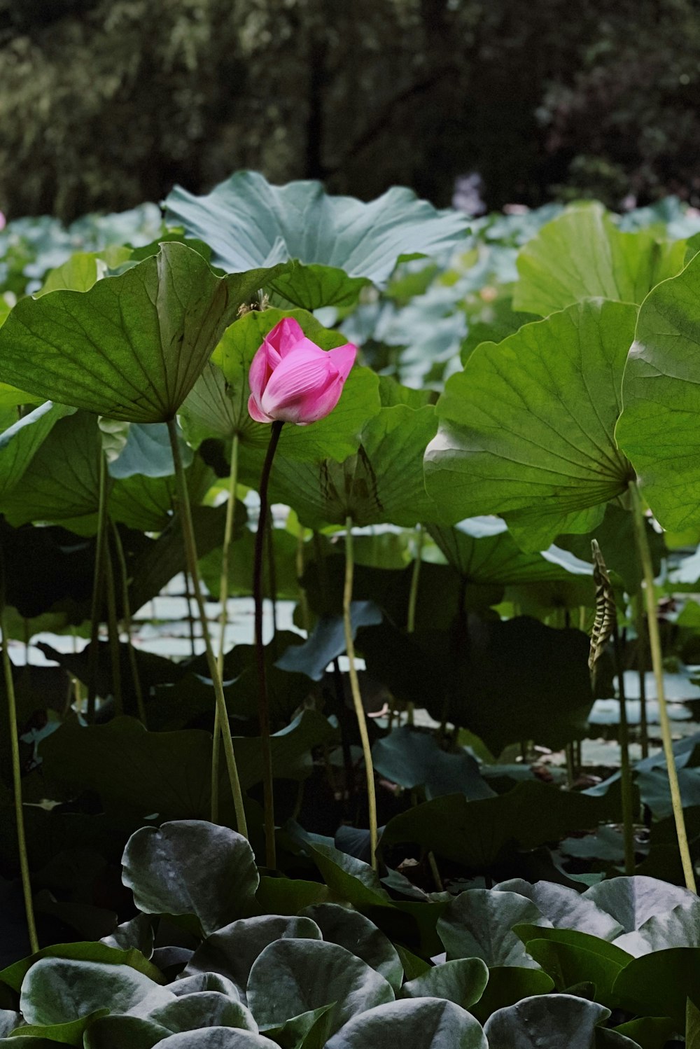 a pink rose in a pond