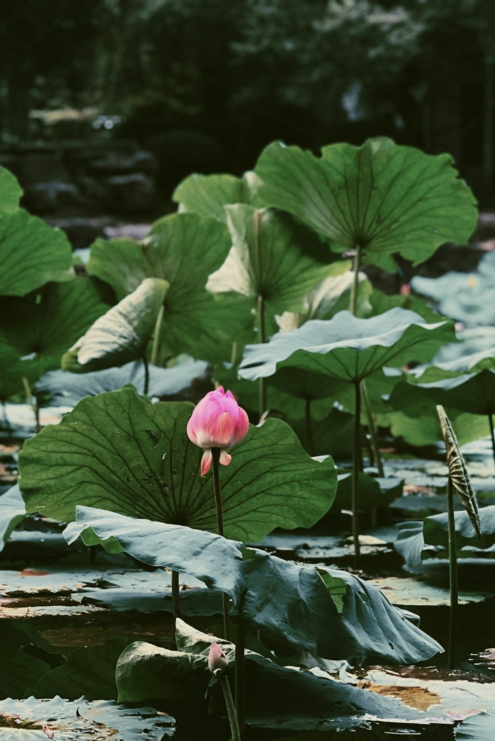 a pink flower in a pond