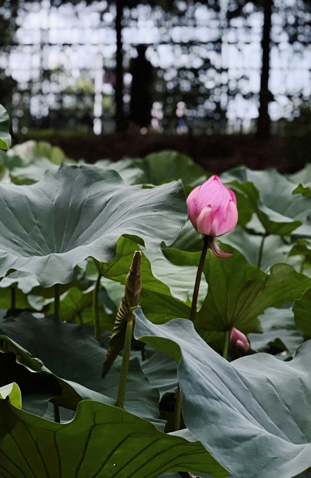 a flower on a plant