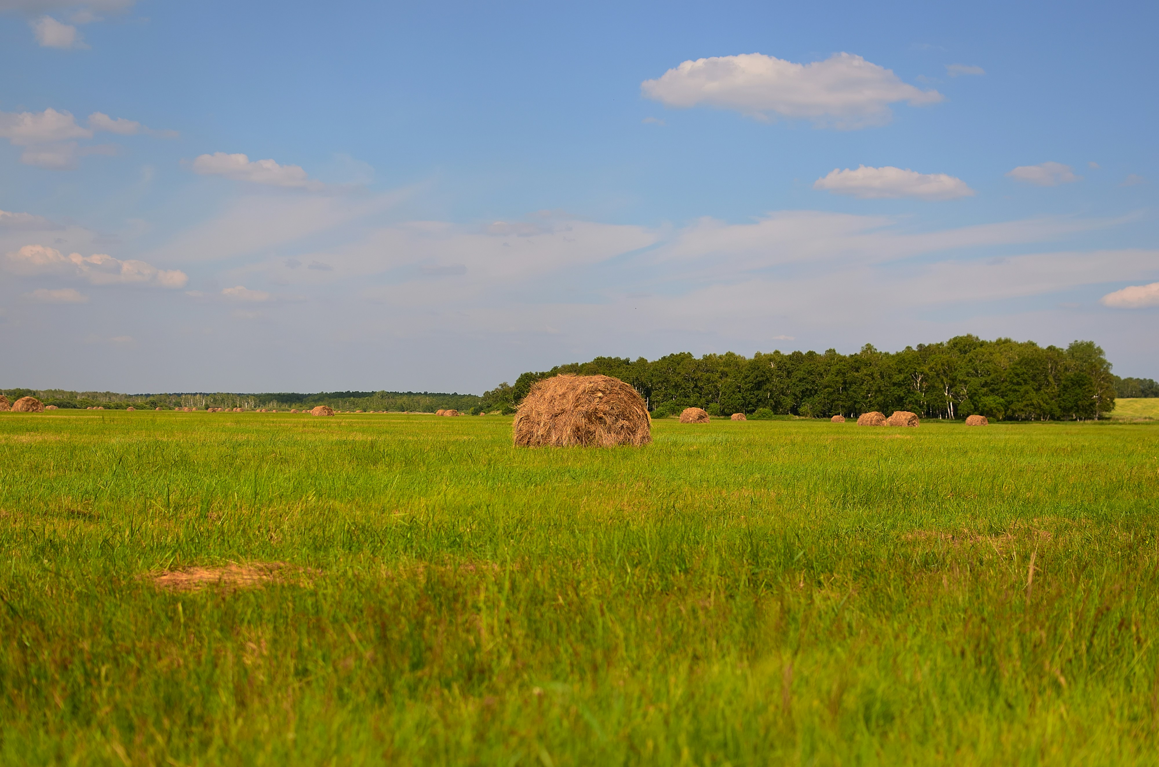 The Dawn of Agricultural Revolution (image credits: unsplash)